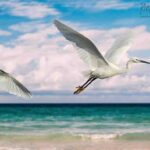 112-D27 Flying Egrets