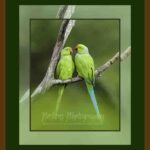 401-A03 Parrot Romance forest green