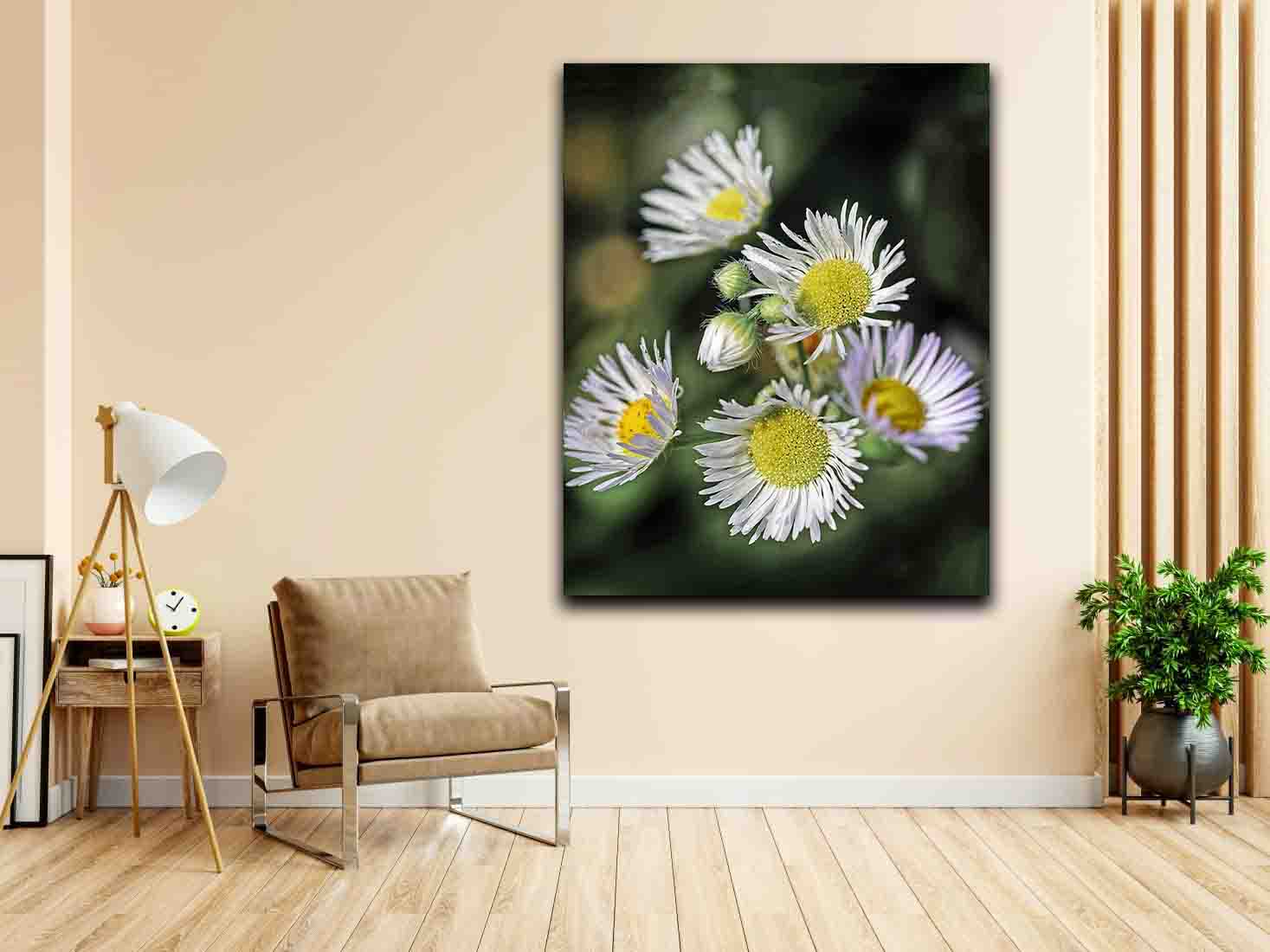 White Daisies - PostersPhotography