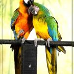 105-F44 Macaw Couple