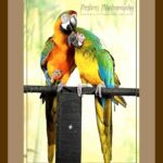 105-F44 Macaw Couple brown mat