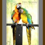 105-F44 Macaw Couple grey mat