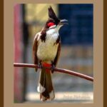 401-C47 Red Whiskered Bulbul 02 brown mat