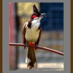 401-C47 Red Whiskered Bulbul 02 grey mat