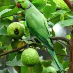 401-C51 Parrot on Guava Tree