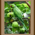 401-C51 Parrot on Guava Tree brown mat