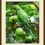 401-C51 Parrot on Guava Tree cream mat