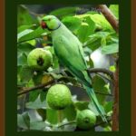 401-C51 Parrot on Guava Tree forest green mat