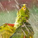 101-E54 Parrot enjoying the rain