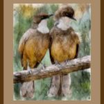 401-A37 White Throated Laughing Thrush brown mat