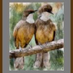 401-A37 White Throated Laughing Thrush grey mat