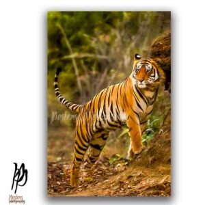 Chowkidar of the Wild
