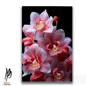 Orchid Petals in Soft Bloom