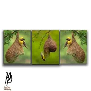 Baya Weaver Nest Art Wall Decor