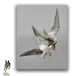 Wildbird Romance – Terns Mating Mid-Air