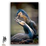 Pair of White-Breasted Cormorants Art Print