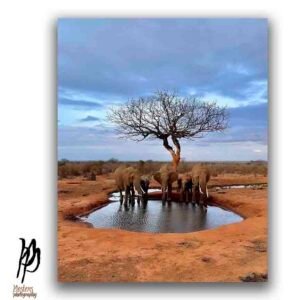 The Elephant Oasis