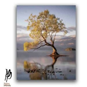 The Lone Wanaka at Sunrise